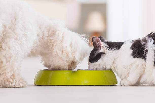 pies i kot jedzenie żywności z miski - pets friendship green small zdjęcia i obrazy z banku zdjęć