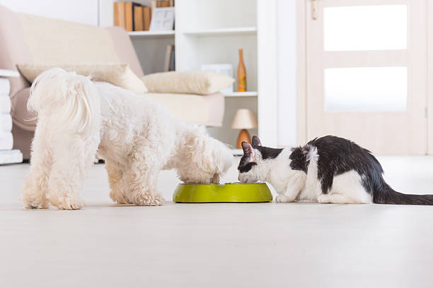 犬や猫の食事のボウル - pet food animals feeding cat food cat bowl ストックフォトと画像