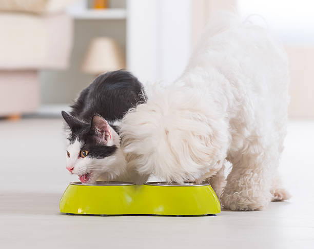 istock Dog and cat eating food from a bowl 523971161