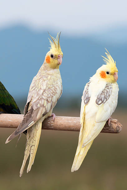 istock Cockatiel parrot ,bird 523971171