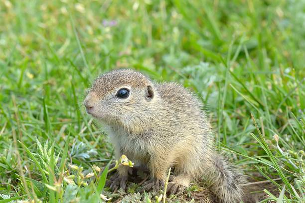 istock European ground squirrel (Spermophilus citellus) in natural habitat 523995413