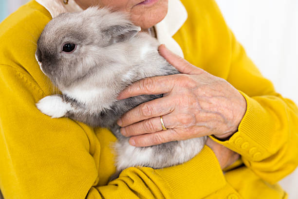 istock Pet Therapy – Senior woman with rabbit 523995763