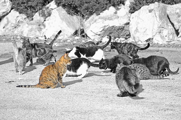 istock selective desaturation of wild cats eating 523996119