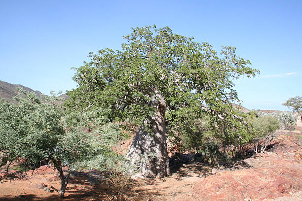 istock Landscape with Baobab close Epupa Falls, Kunene River, Namibia, Africa 523996319