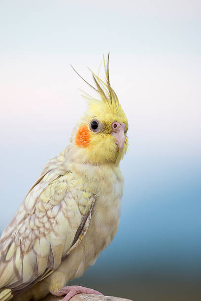 istock Cockatiel parrot ,bird 523996531