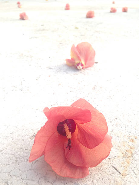 istock flowers on the floor 523996597