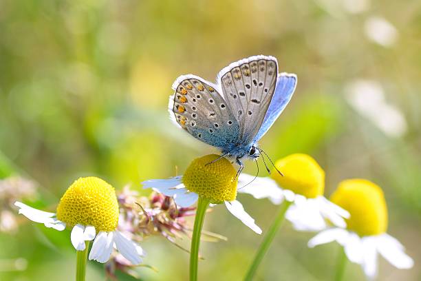 plebeius argus borboleta em uma saia prateada brilhante azul (-) - lepidóptero - fotografias e filmes do acervo