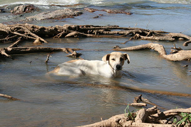 istock Dog at the Kunene River, Epupa, Namibia, Africa 523997513