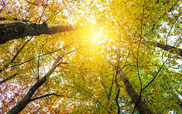 autumn trees stock photo