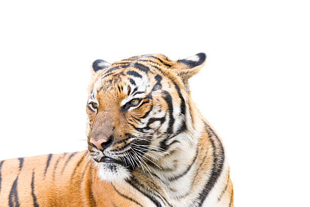 istock Adult Tiger on White 523998447