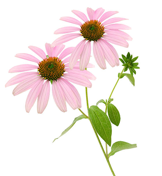 istock Blooming medicinal herb echinacea purpurea 523998533