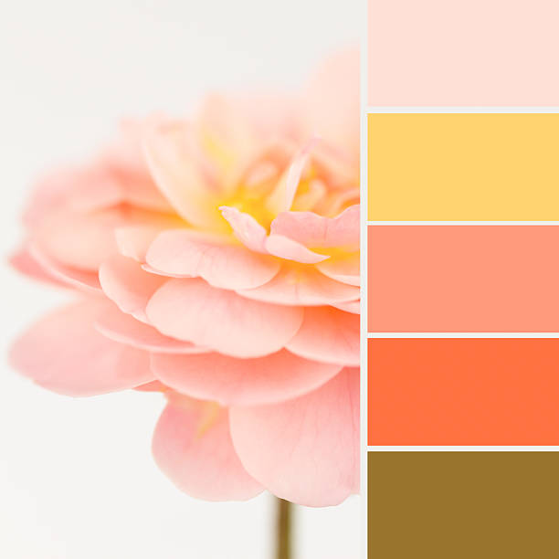istock Soft peach rose and matching color swatches 523998575