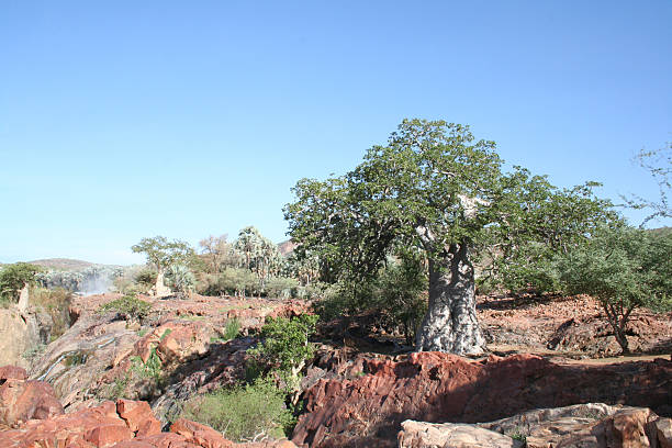 istock Baobab close Epupa Falls, Kunene River, Namibia, Africa 523999025