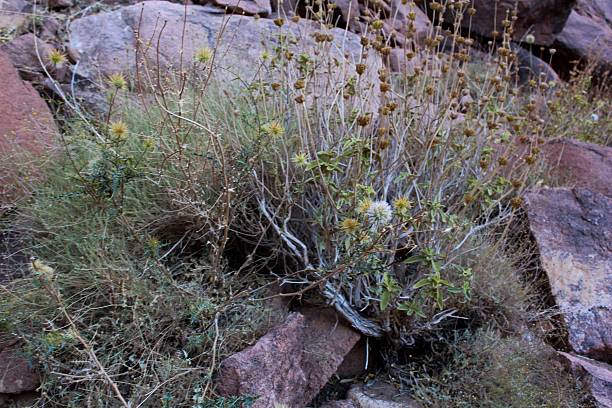 istock Vegetation in Mount Sinai 524000625