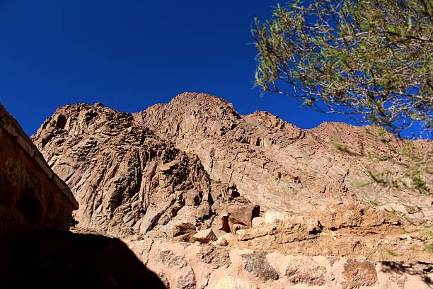 istock Trees and Shrubs in Mount Sinai 524001711