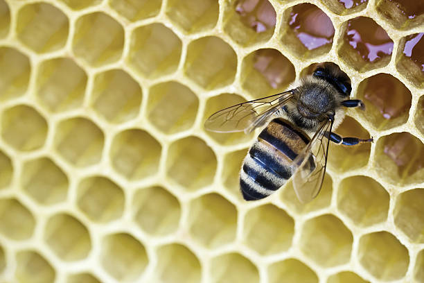 istock Bee converts nectar into honey and cover it in honeycombs 524001741