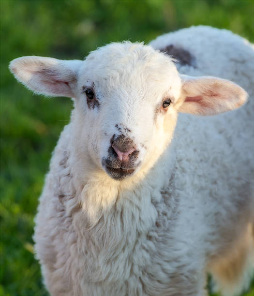 istock Sweet face of a beautiful yearling sheep 524007202