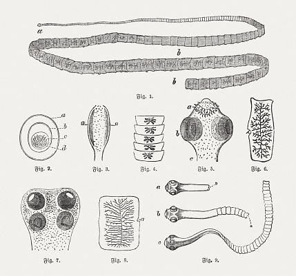 Tapeworms: 1) Pork tapeworm (Taenia solium), a. Scolex (head), b. Proglottids (body segments); 2) Egg (Taenia solium), a. outer, b. center, c. inner shell, d. embryo with six hooks; 3) Head of Bothriocephalus latus, 4) Strobila of Bothriocephalus latus; 5) Head of Taenia solium, a. hooks, b, suckers, c. neck; 6) Proglottids of Taenia solium; 7) Head of the Beef tapeworm (Taenia saginata); 8) Proglottids of the Beef tapeworm; 9) Developmental stages of the Porg tapeworm, a. scoler, b. budding scoler, c. small tapeworm. Wood engravings, published in 1882.