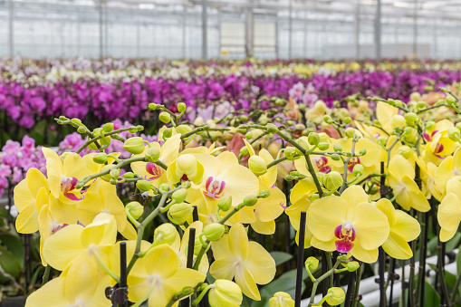 Colorful yellow orchid flowers growing in a big greenhouse