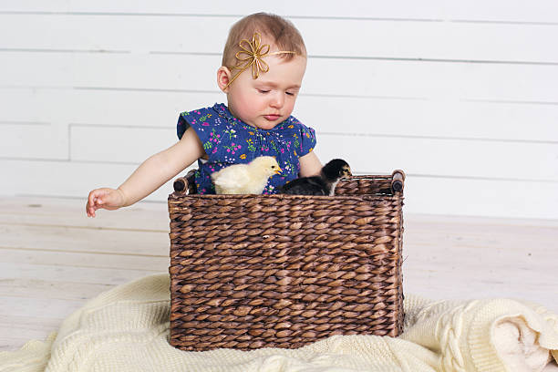 petite fille est assis dans une grande panier avec poussins - baby chicken human hand young bird bird photos et images de collection