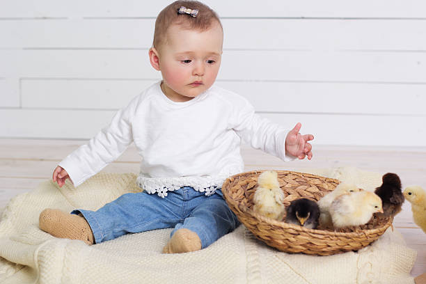 dziewczynka jest grając na małe pisklęta - baby chicken young bird chicken human hand zdjęcia i obrazy z banku zdjęć