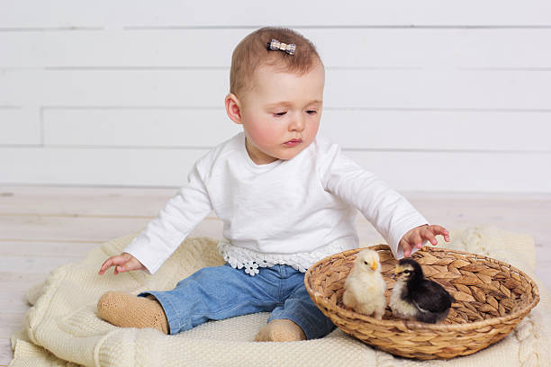istock Baby girl is playing with chicks 524010382