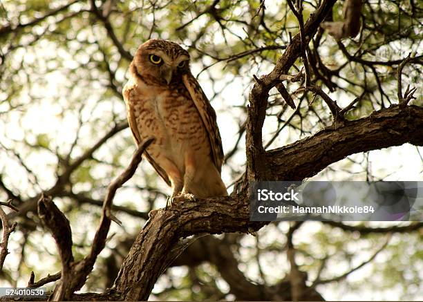 Aruban Burrowing Owl Stock Photo - Download Image Now - Aruba, Owl,  Burrowing Owl - iStock