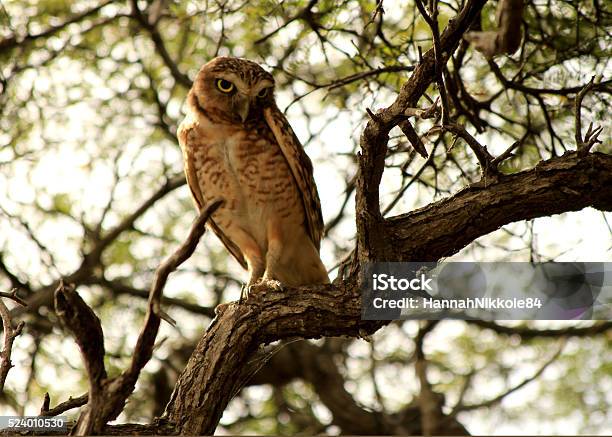 Aruban Burrowing Owl Stock Photo - Download Image Now - Aruba, Owl, Burrowing Owl - iStock Aruban Burrowing Owl Stock Photo - Download Image Now - Aruba, Owl, Burrowing Owl - iStock