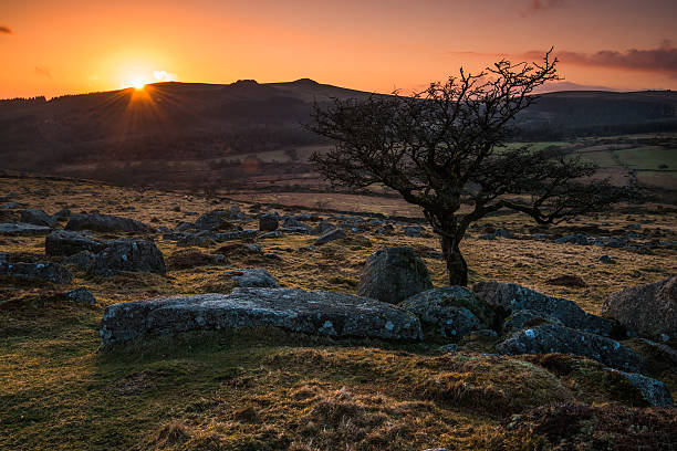 istock silhouette of lonely tree at sunset in mountains 524011750