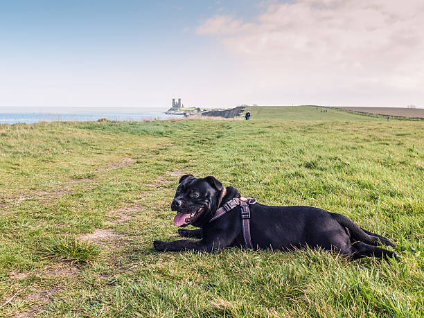 Staffordshire Bull Terrier lying down near to Reculver Towers, Staffordshire Bull Terrier dog lying down on the grass, resting during a dog walk, on the cliff tops looking towards Reculver Towers, Reculver, kent, Uk. herne bay stock pictures, royalty-free photos & images