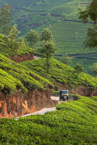 istock Indian Rickshaw travelling through tea plantation near Munnar 524012904