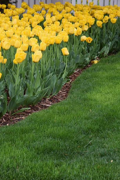 istock garden of yellow tulips 524012908