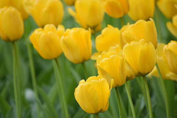 istock Garden of yellow tulips 524013262