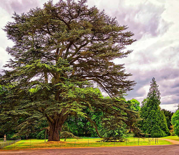 Historic very old trees forest near Guildford Surrey England Europe