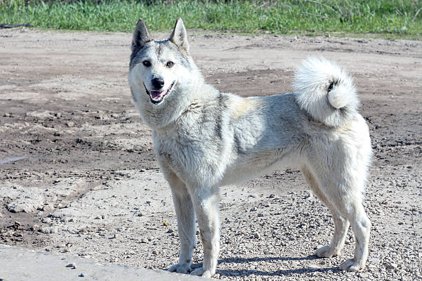 istock Dog staying  and looking at lens 524014856