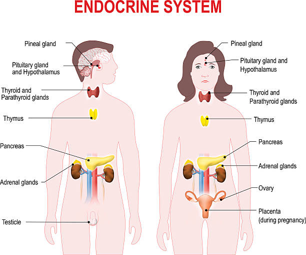 endocrine system endocrine system. Human anatomy.  Man and woman silhouette with highlighted internal organs. male human anatomy diagram stock illustrations