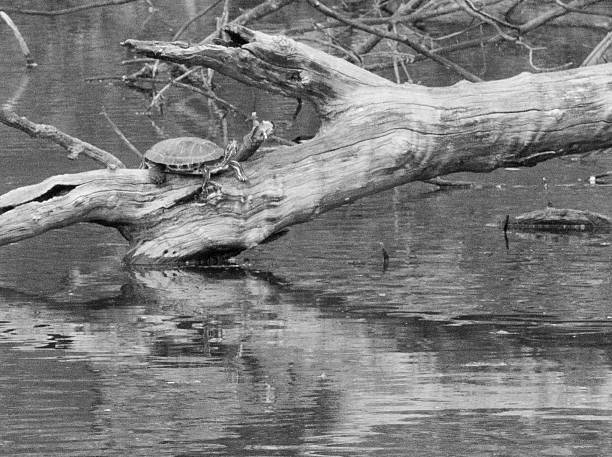 tartaruga d'acqua dolce riposo su un registro - chrissy foto e immagini stock