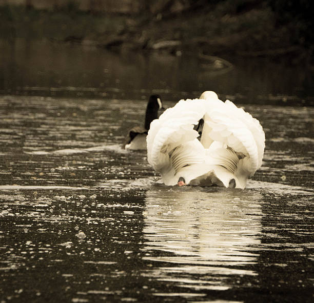 swan und goose hinter - chrissy stock-fotos und bilder