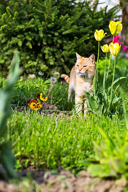 istock Tiger like cat, in the flowers garden 524015492