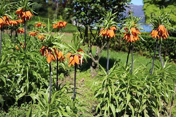 istock Orange crown imperial flowers in the garten 524016298