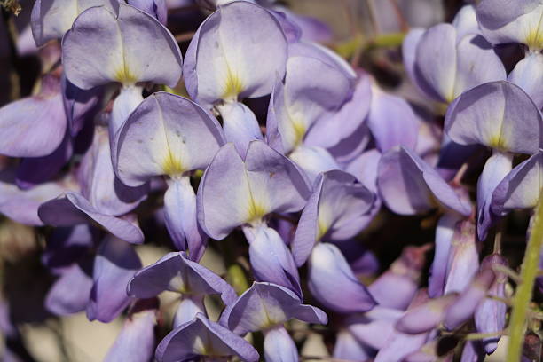 Flowers of wisteria, close-up Flowers of wisteria, close-up wisteria frutescens stock pictures, royalty-free photos & images
