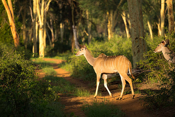 istock Kudu in Northern Kruger Park 524016794