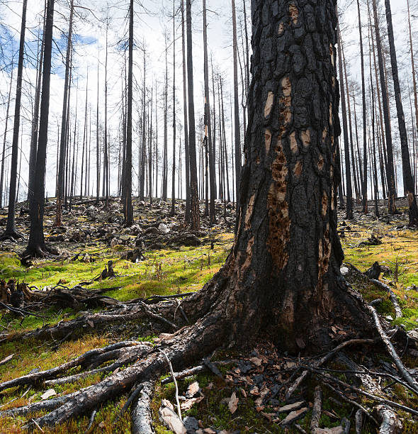 Damage on burnt pine tree after black woodpecker, Dryocopus martius in search after long horn beetle larva. 