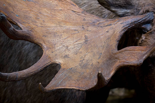 istock close up of a moose antler 524018012