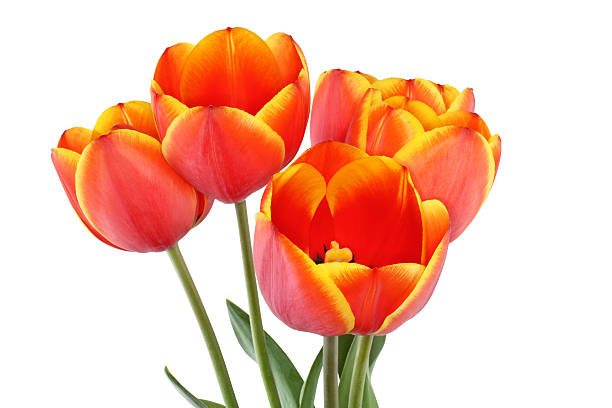 istock Red tulips with yellow edges of petals 524018096