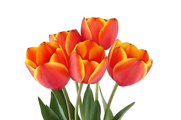 istock Red tulips with yellow edges of petals 524018116
