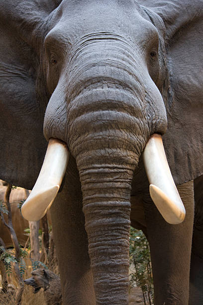 Close up auf einem Elefanten Gesicht – Foto