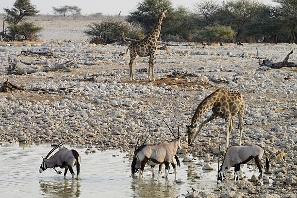 istock Animals at watering hole, Etosha National Park, Namibia 524019314