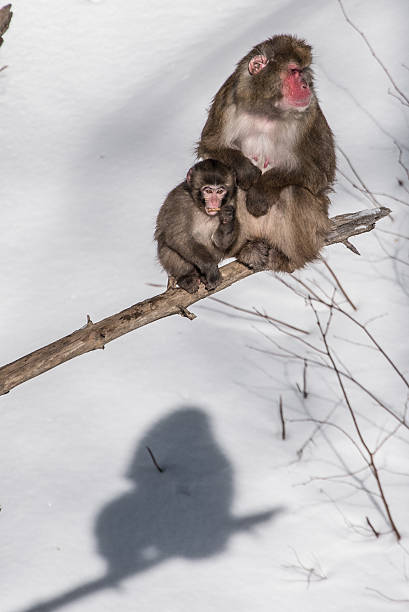 two monkeys stock photo