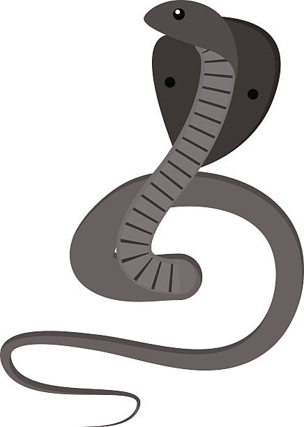 illustrazioni stock, clip art, cartoni animati e icone di tendenza di serpente cobra intrecciata e pronti a colpire mostrando fangs linguetta - snake cobra egyptian cobra poisonous organism